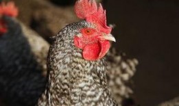 土鸡游戏爆料大全视频播放,揭秘热门游戏幕后故事